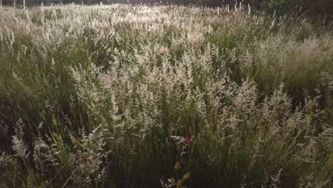 Tilt-down-shot-of-wild-grass-flowers-on-a-sunny-summer-afternoon-in-Puebla-Mexico-Latin-America