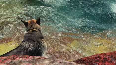 Glücklicher-Hund-Geht-Für-Ein-Erfrischendes-Bad-Am-Wasserfall