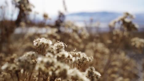 Schöne-Aufnahme-Einiger-Blätter-über-Dem-Ufer-Des-Utah-sees