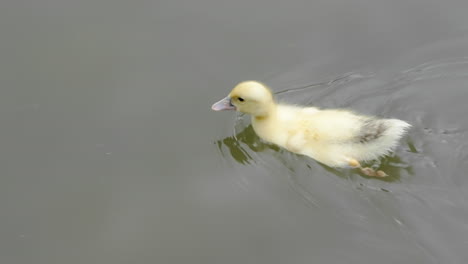 Little-yellow-baby-duckling-swimming-and-pecking-food-in-a-greenish-lake-filmed-in-high-resolution-slow-motion-4k-120fps
