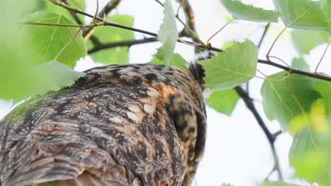 Eurasian-Eagle-Owl,-Bird-in-Tree-Foliage,-Looking-at-Camera,-Low-Angle-Close-Up