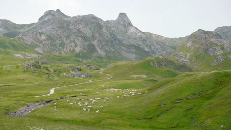 Herd-Of-Sheep-Grazing-On-Green-Pasture-Near-Col-du-Portalet,-A-Mountain-Pass-And-Border-Crossing-In-The-Pyrenees-Between-France-And-Spain