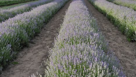 Lavender-flowers-close-up