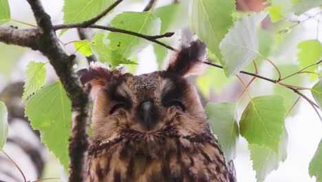 Portrait-of-sleepy-long-eared-owl-resting-on-tree-in-the-forest,-static-low-angle-shot