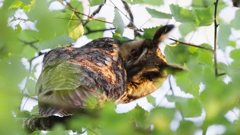 Horned-owl-staring-down-at-photographer,-bokeh-leaves-in-foreground,-slight-motion-shot