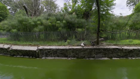 ducks-in-a-park-lake