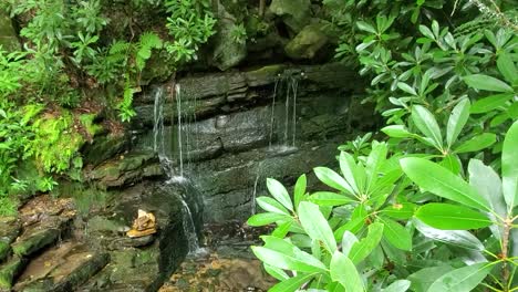 pan-from-mountain-laurel-to-spring-feed-waterfall-in-the-mountains-of-Pennsylvania-forest