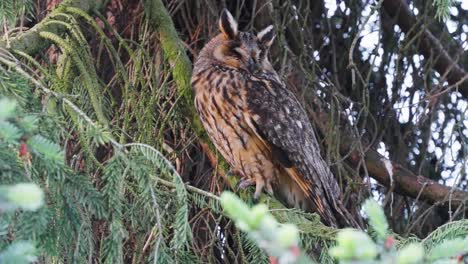 Full-Body-View-Of-Long-Eared-Owl-mother-Perched-On-Branch