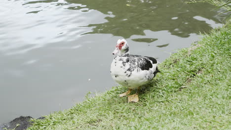 Schwarze-Und-Weiße-Ente,-Die-Sich-Nach-Dem-Schwimmen-Im-Gras-Rund-Um-Einen-See-Wäscht