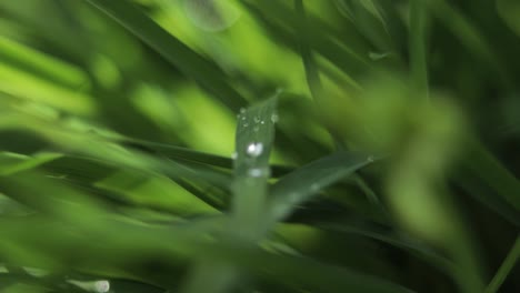 Morning-Dew-Close-Up-Piece-of-Grass