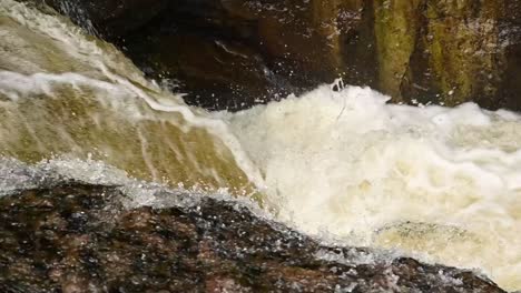 Slow-motion-shot-of-dirty-water-in-nature-crashing-down-a-stream-and-salmon-jumping-out,close-up-top-view
