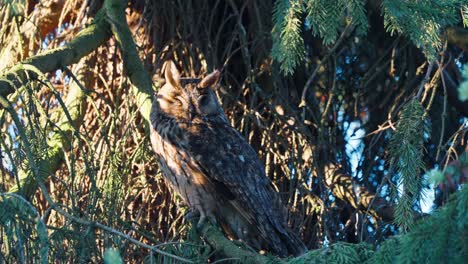 Eurasian-Eagle-Owl-Hidden-on-Tree-Resting-on-Summer-Sun,-Close-Up