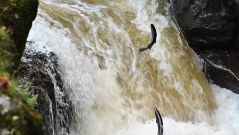 Slow-motion-shot-of-Atlantic-salmon-leap-with-jumping-fish-in-Scotland,Europe