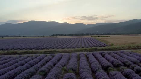 Sonnenuntergang-über-Den-Balkanbergen-Und-Wunderschönen-Aromatischen-Lavendelfeldern
