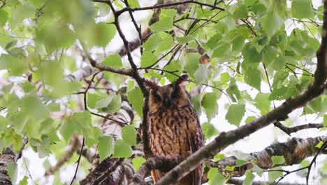 Long-Eared-Owl-Perched-On-Branch-Starring-Out