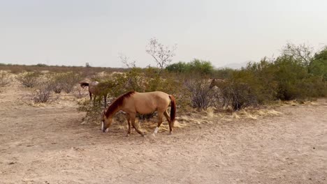 A-small-band-of-wild-horses-grazes-along-the-edge-of-the-Sonoran-Desert-near-Scottsdale,-Arizona