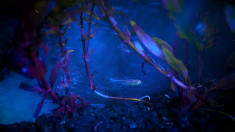 Fish-and-aquatic-plants-seen-in-bio-fluorescence-lighting