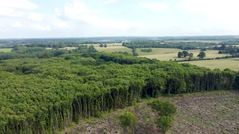 4k-Video,-Das-über-Die-Wipfel-Von-Bäumen-Und-Entwaldung-In-Großbritannien-Fliegt