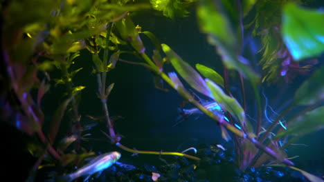Schillernde-Fische-Reflektieren-Licht-Von-Ihren-Durchsichtigen-Organen-Und-Augen