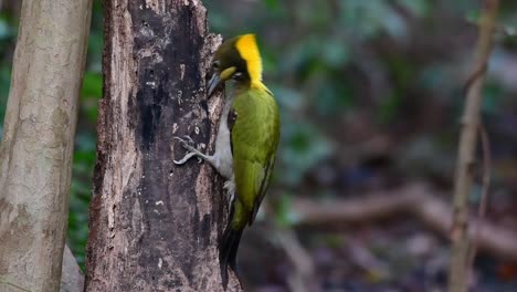 The-close-up-shot-of-a-woodpecker-Greater-Yellownape-Chrysophlegma-flavinucha-pecking-against-little-tree-hole-looking-for-worms-in-a-tropical-rainforest-in-Thailand-Asia