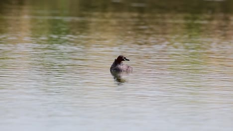 Little-Grebe-floating-and-drifting-with-the-wind-towards-the-right-on-shimmering-lake-water-with-a-chick-on-its-back-in-Lat-Krabang,-Thailand,-Tachybaptus-ruficollis