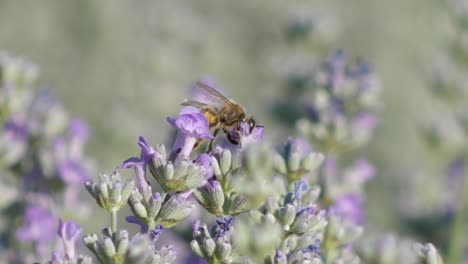 Lavender-flowers-close-up