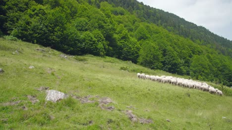 Herde-Von-Schafen,-Die-Auf-Dem-Feld-In-Den-Pyrenäen-Grasen-Und-Spazieren-Gehen