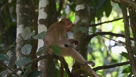 Un-Primer-Plano-De-Un-Macaco-De-Cola-De-Cerdo-Salvaje-Del-Norte-Recogiendo-Huevos-De-Piojos-De-Sus-Pies-Prensiles-Peludos-En-Un-árbol-En-Un-Bosque-Tropical-En-El-Parque-Nacional-Khao-Yai-Tailandia,-Asia
