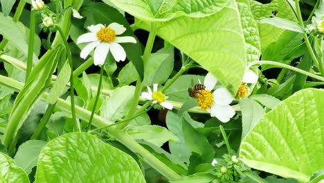 Eine-Biene-Flitzt-Von-Blüte-Zu-Blüte,-Um-Nektar-Zu-Entnehmen,-Und-Befruchtet-Sie-Dabei-Mit-Pollen,-Die-Sie-Woanders-Aufgesammelt-Hat