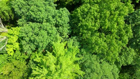 Aerial-top-down-drone-video-footage-rising-above-a-dense-pine-forest-canopy-in-the-Appalachian-mountains-during-summer