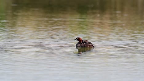 Stationary-shot-of-a-baby-dabchick-riding-on-the-back-of-red-neck-Little-Grebe,-Tachybaptus-Ruficollis,-floating-on-a-shimmering-lake-in-natural-rainforest-in-Lat-Krabang,-Bangkok,-Thailand