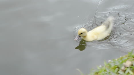 Cute-Babe-Yellow-Duckling-Swimming-Shaking-the-Tail-on-a-Lake-in-Slow-motion-120-FPS-4K