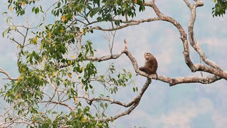 Northern-pig-tailed-macaque-Macaca-leonina-spotted-on-a-tree-branch-looking-distance,-turn-its-head-and-look-straight-into-the-camera-in-a-tropical-forest-in-Khao-Yai-National-Park-Thailand,-Asia