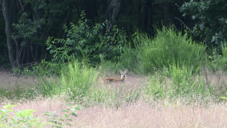 Roe-deer--calf-hiding-in-high-grasses