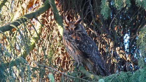 Owl-Sleeping---Long-eared-Owl-Sleep-In-The-Conifer-Tree