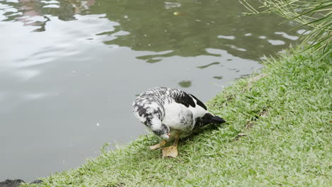 Black-and-white-duck-staring-at-the-camera-in-the-grass-surrounding-a-lake-after-swimming