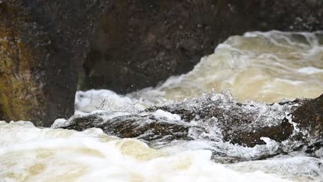 Close-up-shot-of-atlantic-salmon-leaping-up-a-waterfall-in-Scotland-UK