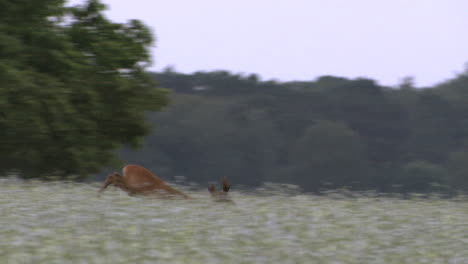 Roe-deer-buck-running-after-doe-through-a-flowerfield