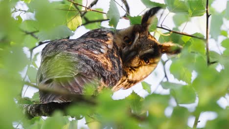 Long-Eared-Owl-Perched-On-Branch-Looking-Intently-Down-At-Camera