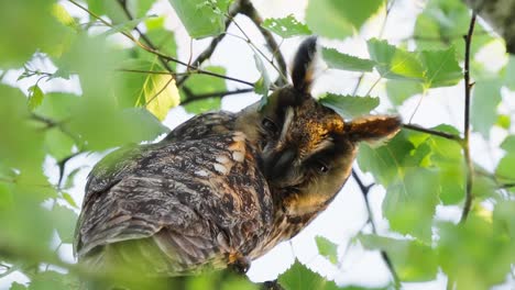 Long-Eared-Owl-Perched-On-Branch-Looking-Intently-At-Camera