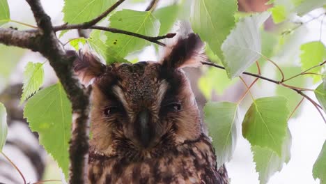 Young-Long-Eared-Owl-Perched-On-Branch