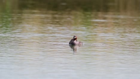 Static-shot-of-a-little-Grebe-revealing-its-beautiful-red-necked-collar-with-dabchick-or-chick-on-their-back-in-Lat-Krabang-Thailand,-Tachybaptus-ruficollis