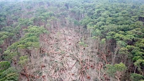 Reverse-aerial-footage-of-fallen-trees-in-a-forest-near-Bullarto-after-a-storm-on-10-June,-2021,-Victoria,-Australia