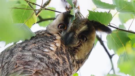 Long-Eared-Owl-Perched-On-Branch-Looking-Intently-At-Camera-And-Blinking