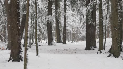 Winterlandschaft-Mit-Wegmarkierungen,-Die-Durch-Einen-Schneebedeckten-Wald-In-Einem-Blizzard-Uhd-Führen