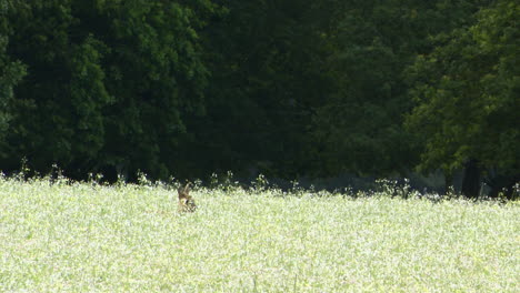 Roe-deer--calf-hiding-in-a-flowerfield