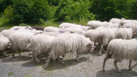 Herde-Weißer-Schafe,-Die-Im-Sonnenlicht-Auf-Der-Wiese-Spazieren-Gehen