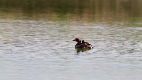 Tiny-Dabchick-chick-piggyback-on-red-necked-collar-Little-Grebe,-floating-on-calming-lake-in-Lat-Krabang-Thailand,-Tachybaptus-ruficollis