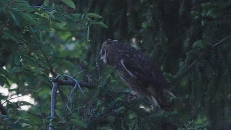 Long-Eared-Owl-Perched-On-Branch-Readying-To-Fly