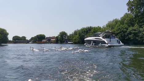 A-slow-moving-shot-of-a-bevy-of-large-english-white-swans-grouping-together-to-avoid-getting-run-over-by-expensive-and-large-boats-in-an-english-canal-on-the-sunniest-day-of-the-year